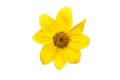 Yellow bidens flower Royalty Free Stock Photo