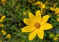 Yellow bidens flower Royalty Free Stock Photo