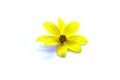 Yellow bidens flower Royalty Free Stock Photo