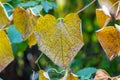 Yellow big autumn leaves of Aristolochia