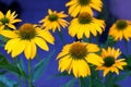 Yellow big beautiful daisies on ultra violet bright background close up macro Royalty Free Stock Photo