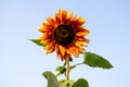 The big beautiful  sunflower close up on blue sky background Royalty Free Stock Photo