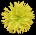 Yellow big flower, light green center on a black background isolated with clipping path. Closeup. big shaggy flower. for design Royalty Free Stock Photo