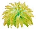 Yellow big flower on a white isolated background with clipping path. Side view. Closeup. big shaggy flower. for design. Dahli