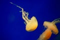 Yellow big jellyfish in blue water