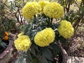 Yellow big many nise flowers Royalty Free Stock Photo