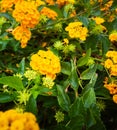 Yellow big sage plants and flowers Royalty Free Stock Photo