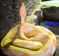 Yellow big snake on white background. The ball python Python regius, also known as the royal python, is a python