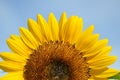 Yellow big sunflower and blue sky Royalty Free Stock Photo