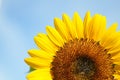 Yellow big sunflower and blue sky Royalty Free Stock Photo