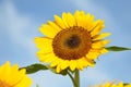 Yellow big sunflower and blue sky Royalty Free Stock Photo