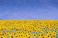 Yellow big sunflower field with full bloom condition Royalty Free Stock Photo