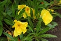 Yellow bigfruit evening primrose flowers Oenothera macrocarpa in a garden Royalty Free Stock Photo