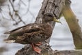 Yellow bill and brown body perched in safety.