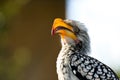 Yellow Bill Hornbill Posing