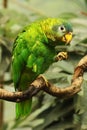 The Yellow-billed amazon Amazona collaria sitting on the old vertikal branch Royalty Free Stock Photo