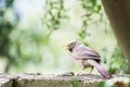 Yellow billed Babbler captured while perching on a wall and singing Royalty Free Stock Photo