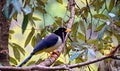 Yellow Billed Blue Magpie - Urocissa Flavirostris Himalayan Bird Sitting on Tree Branch among Leaves - Chopta, Uttarakhand, India