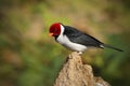 Yellow-billed Cardinal, Paroaria capitata, black and white song bird with red head, sitting on the tree trunk, in the nature habit Royalty Free Stock Photo