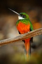 Yellow-billed Cardinal, Paroaria capitata, black and white song bird with red head, sitting on the tree trunk, in the nature habit Royalty Free Stock Photo