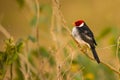 Yellow-billed Cardinal,Perched, Side-View Royalty Free Stock Photo