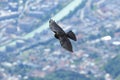 Yellow-billed chough