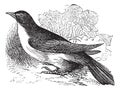 Yellow-billed Cuckoo Or Rain Crow Or Storm Crow Or Coccyzus Americanus Vintage Engraving