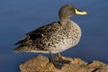 Yellow-billed duck Royalty Free Stock Photo