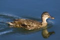 Yellow-billed duck Royalty Free Stock Photo
