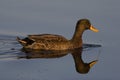 Yellow billed duck Royalty Free Stock Photo