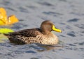 Yellow-billed Duck Royalty Free Stock Photo