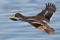 Yellow billed Duck Royalty Free Stock Photo