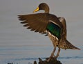 Yellow billed Duck Royalty Free Stock Photo