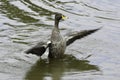 Yellow-billed Duck anas undulata Flapping Its Wings Royalty Free Stock Photo