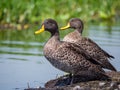 Yellow-Billed duck, Anas undulata Royalty Free Stock Photo