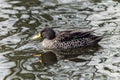 Yellow-billed duck (Anas undulata