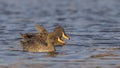 Yellow-billed Ducks Couple Royalty Free Stock Photo