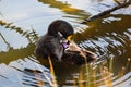 Yellow-billed Duck Grooming In Lake Anas undulata