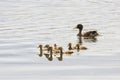 Yellow-billed Duck & her ducklings Royalty Free Stock Photo