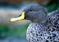 Close up of a Yellow-billed Duck Royalty Free Stock Photo