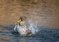 A duck flapping its wings as part of a preening routine. Royalty Free Stock Photo