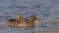 Yellow-billed Duck with Weterdrop