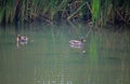 YELLOW-BILLED DUCKS ON A WATER POND Royalty Free Stock Photo