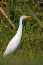Yellow Billed Egret Royalty Free Stock Photo