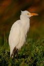 Yellow Billed Egret Royalty Free Stock Photo