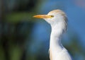 Yellow Billed Egret Royalty Free Stock Photo