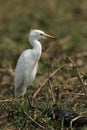 Yellow-billed Egret Royalty Free Stock Photo