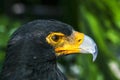 Yellow-billed Great African Eagle Royalty Free Stock Photo