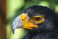 Yellow-billed Great African Eagle Royalty Free Stock Photo