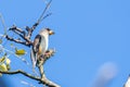 Yellow-billed grosbeak Eophona migratoria perching on tree